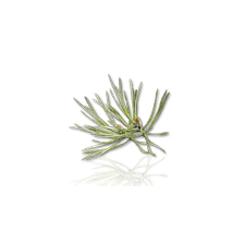 Camylle Velours de Spa - Pin