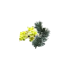 Camylle Velours de Spa - Cèdre / Litsea