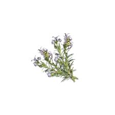 Camylle Velours de Spa - Rosmarin