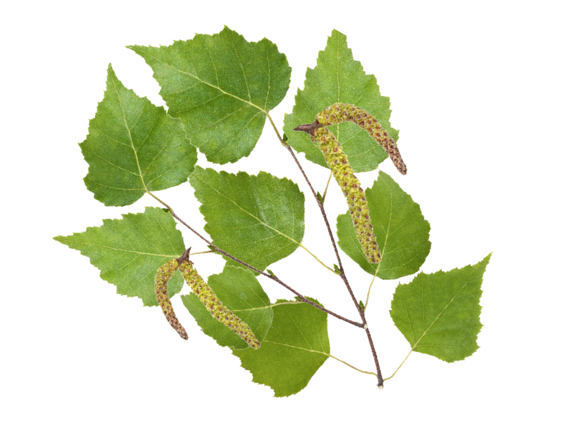 HARVIA Sauna-Duftkonzentrat Nordische Birke