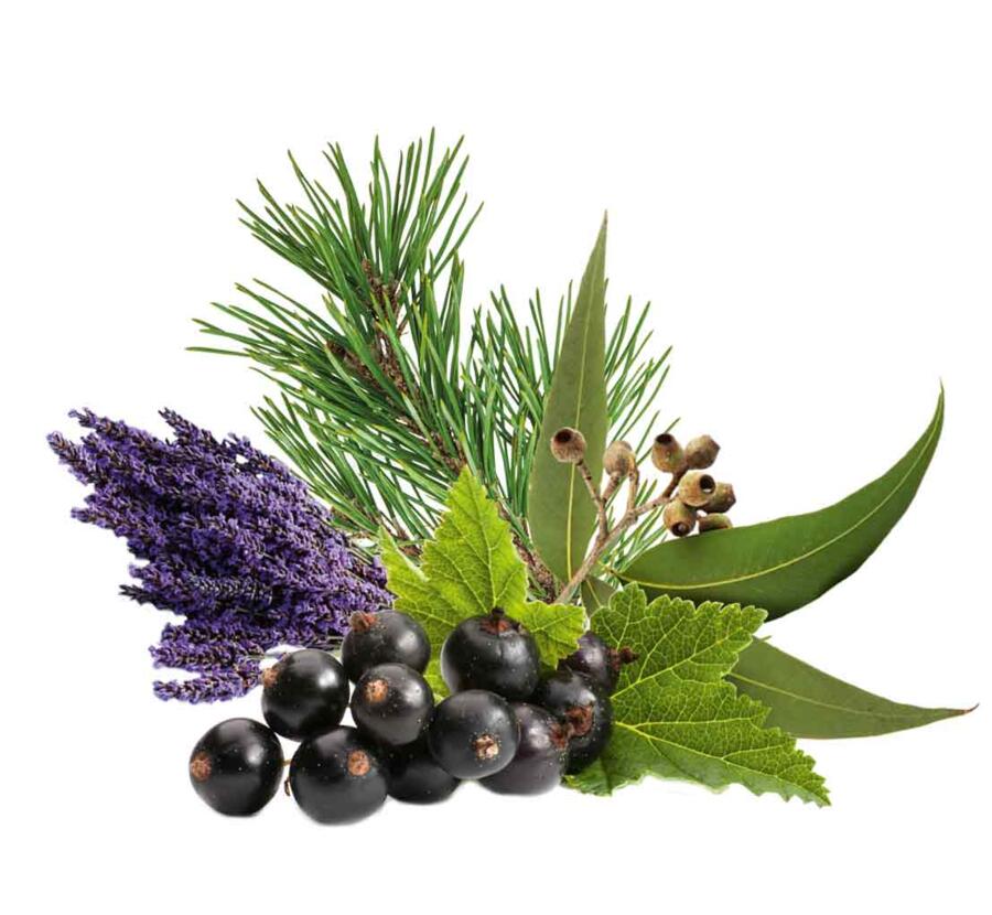 HARVIA Sauna-Duftkonzentrat Euka-Johannisbeere-Lavendel-Zedernholz 