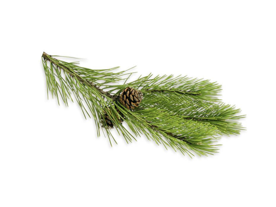 HARVIA Sauna-Duftkonzentrat Latschenkiefer